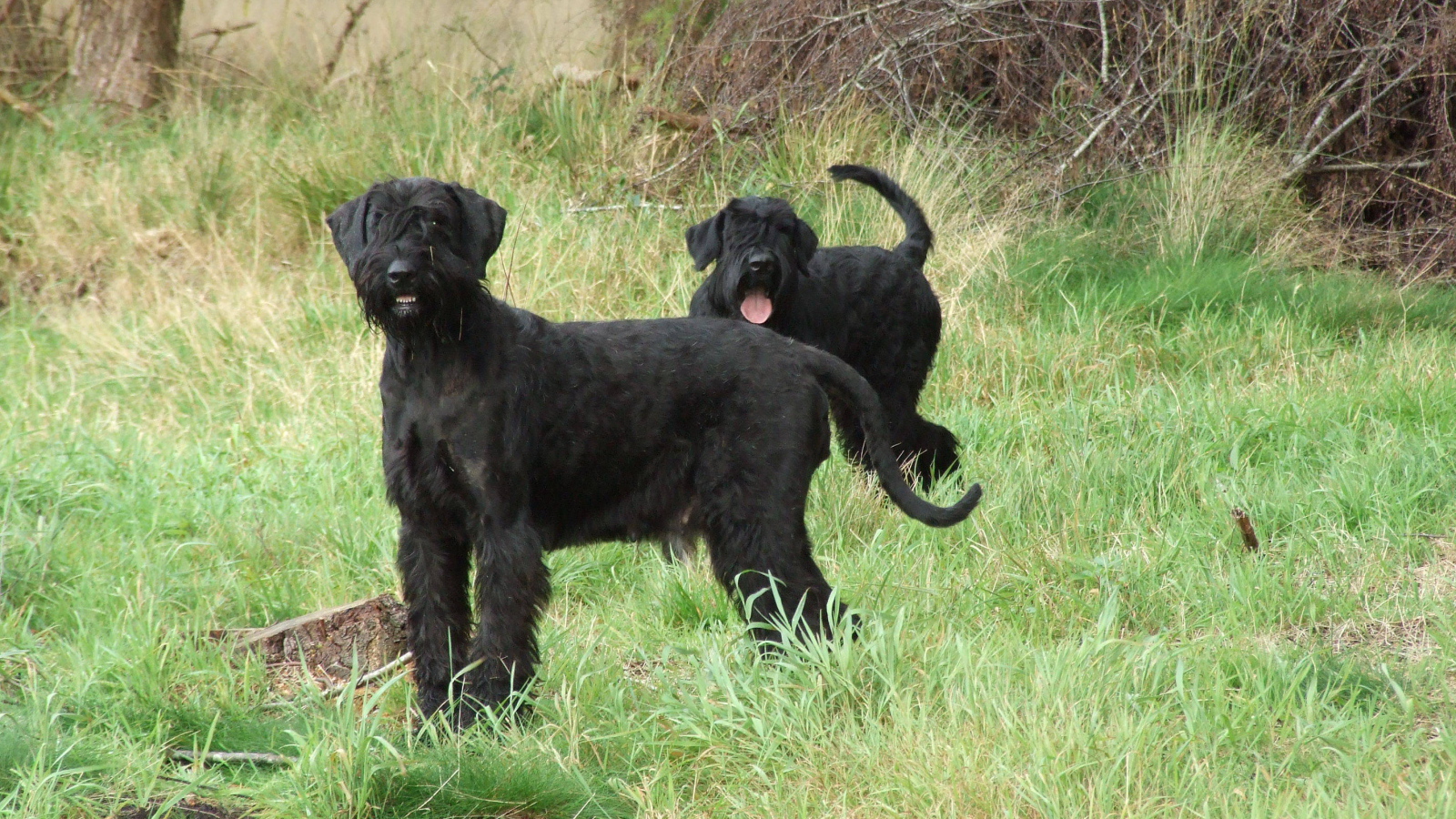 Пара шнауцеров на прогулке
