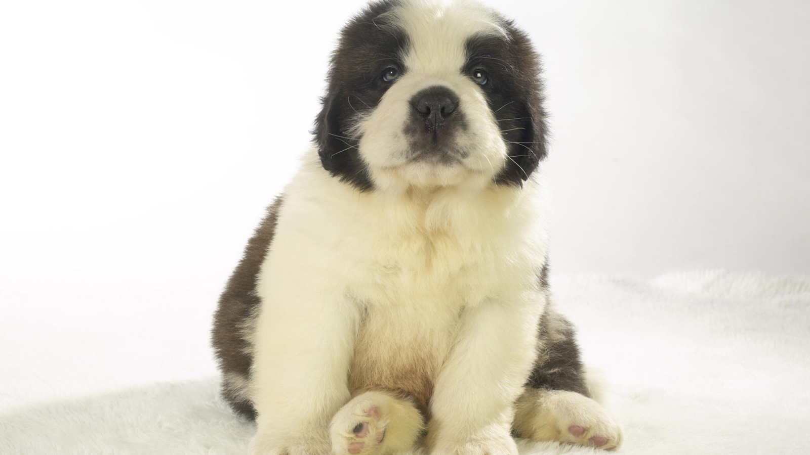 Милый щенок сенбернара