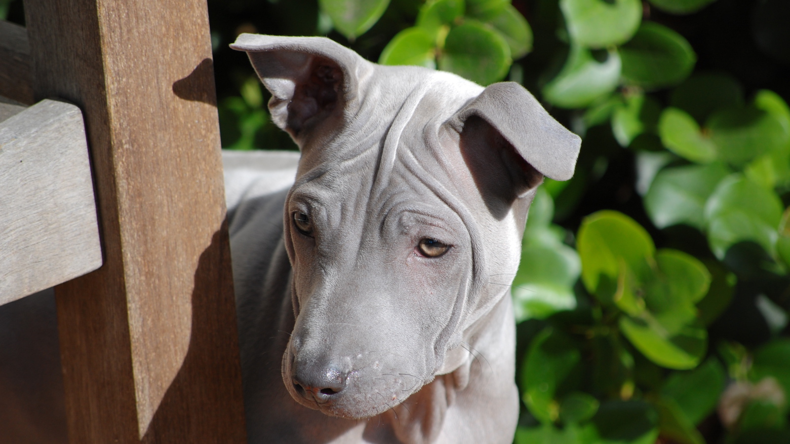 Симпатичный тайский риджбек