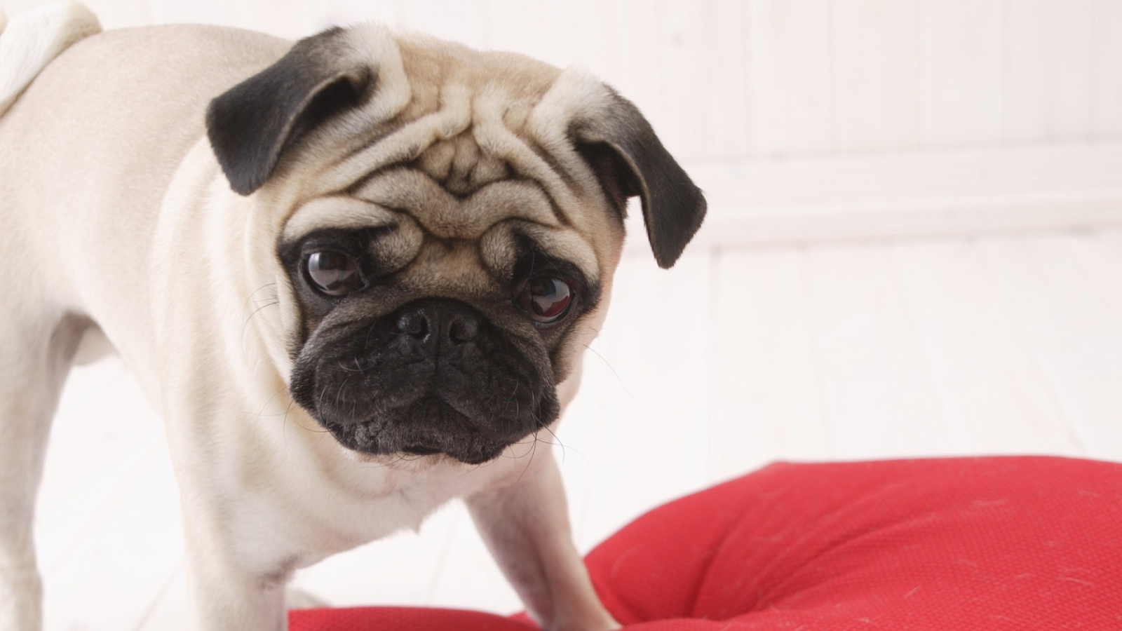 Милый любимый пес