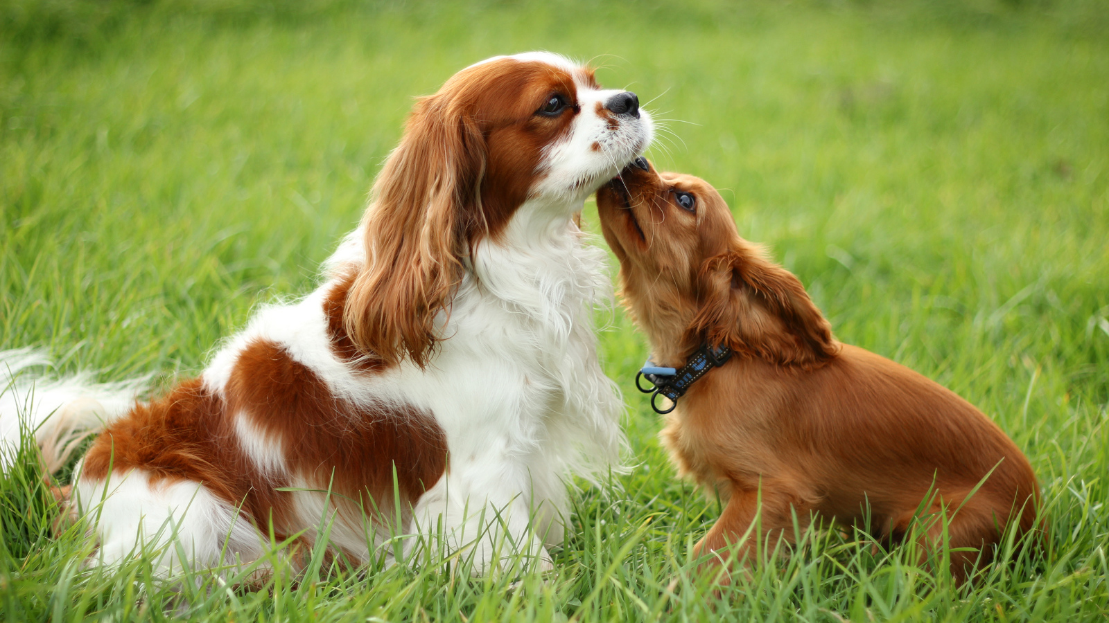 Милашки кавалер кинг чарльз спаниели