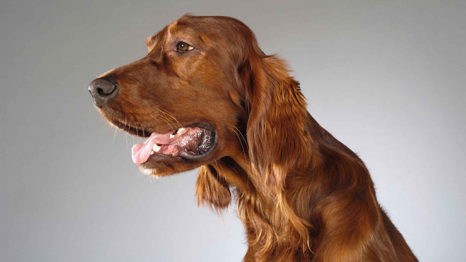 Милашка английский кокер спаниель