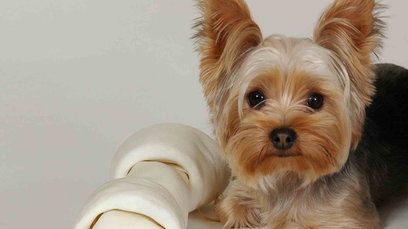 Милашка йоркширский терьер