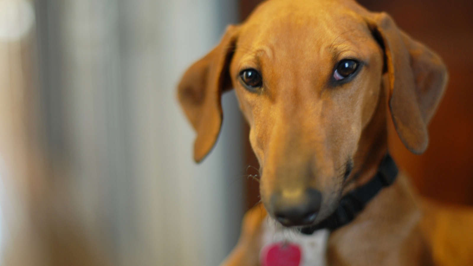 Милашка собака азавак