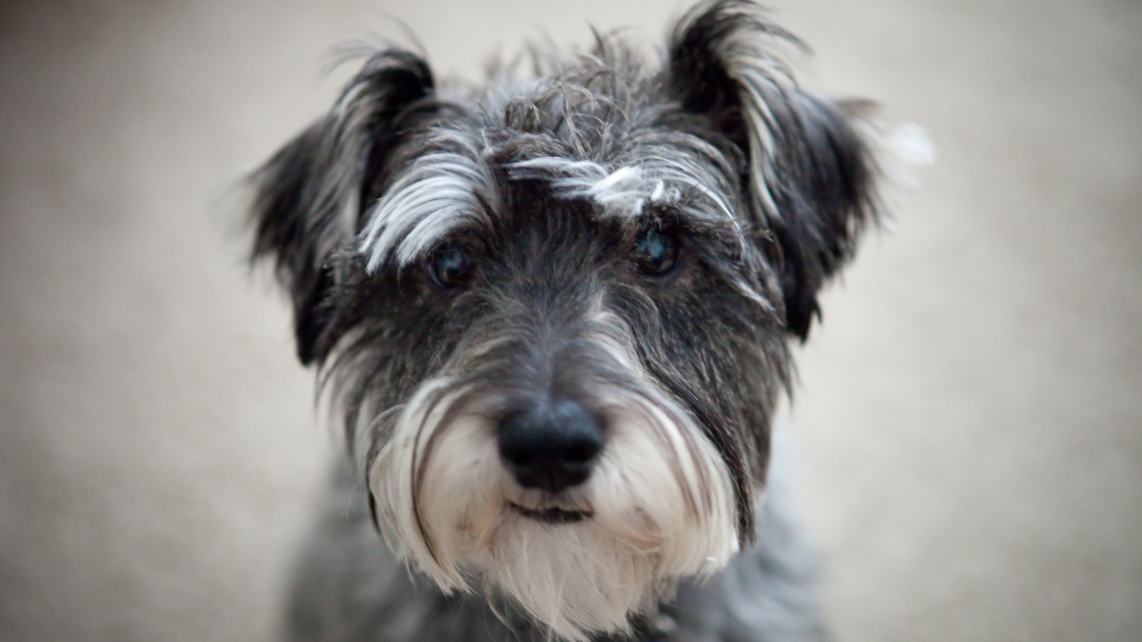 Милашка собака шнауцер