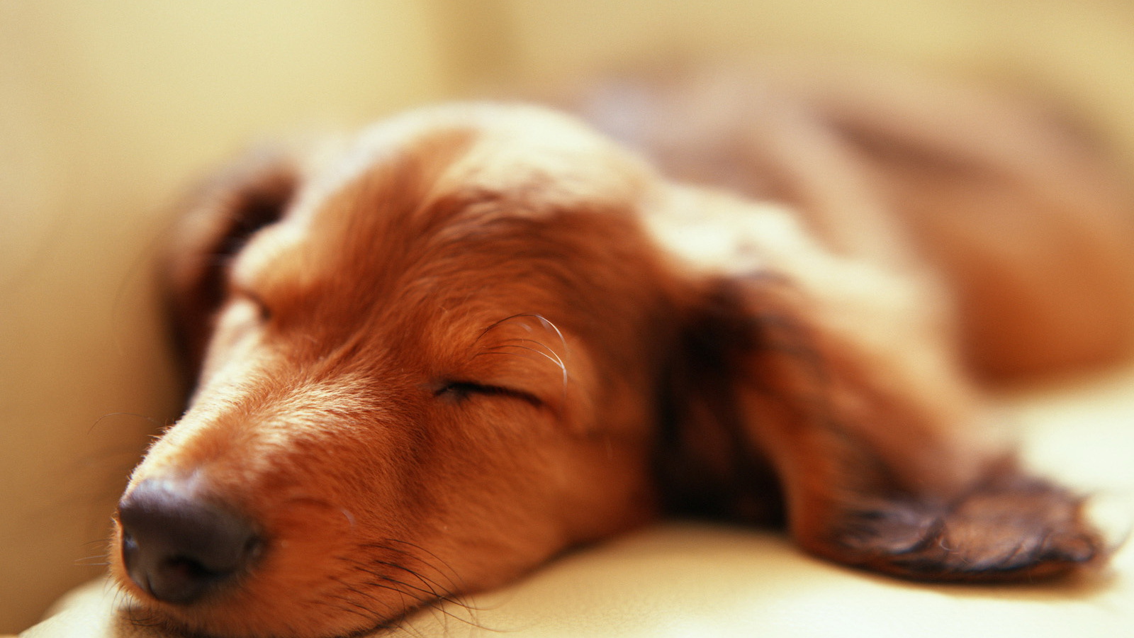 Такса спит после прогулки