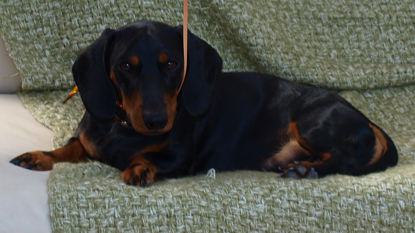 Собака такса на диване