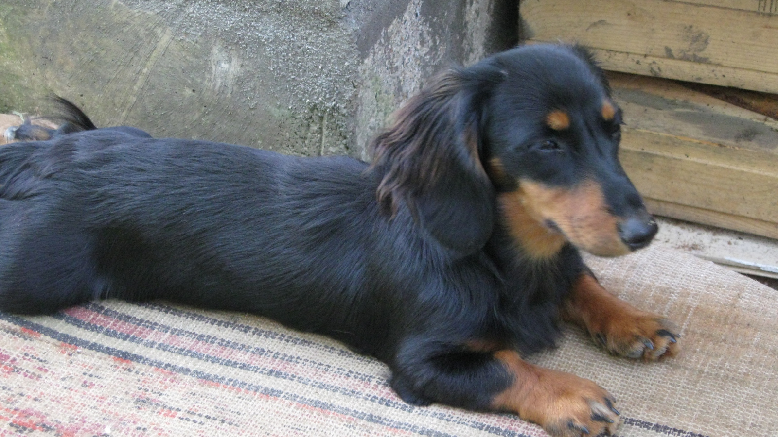 Такса лежит на подстилке