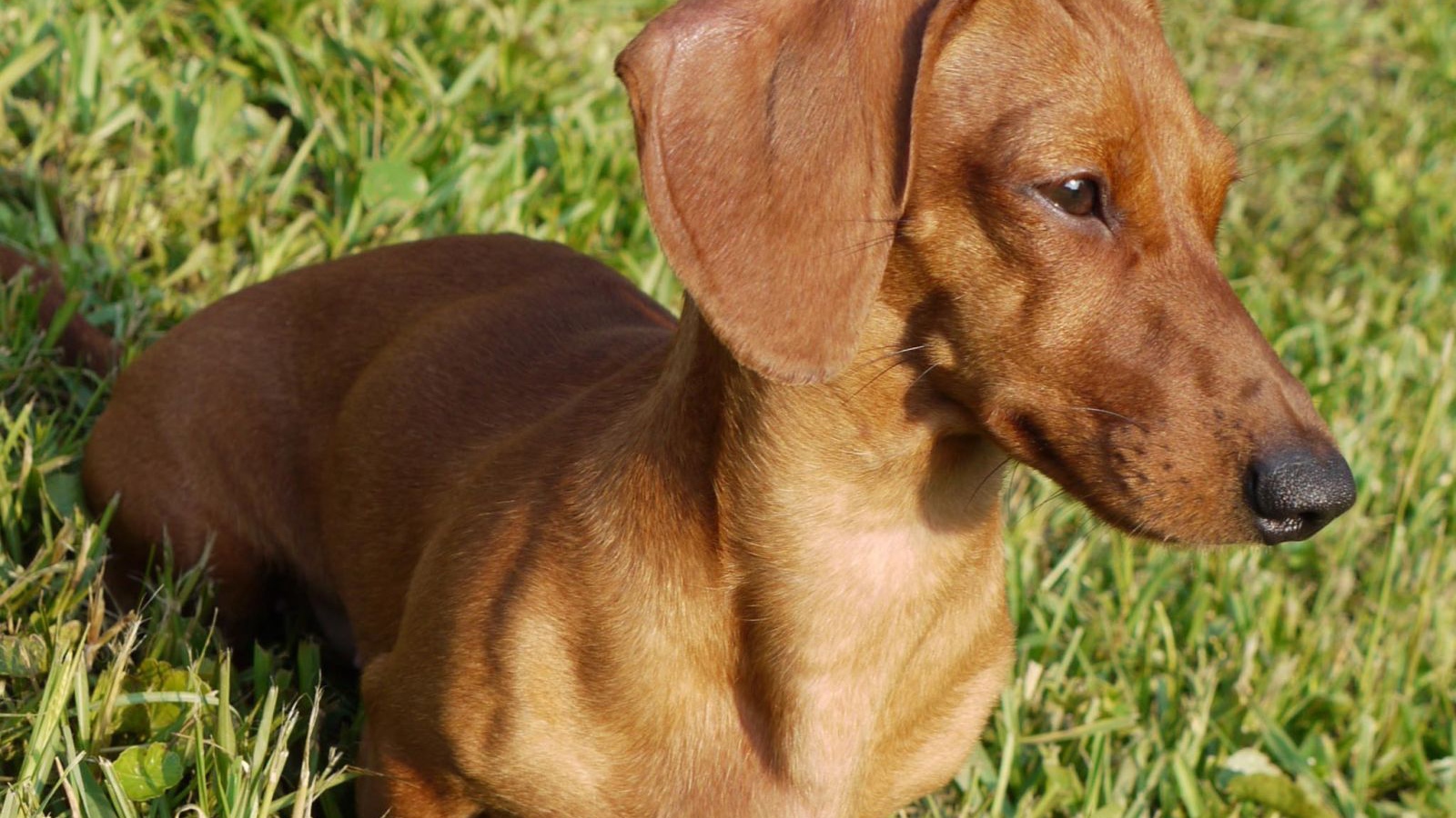 Такса на лугу