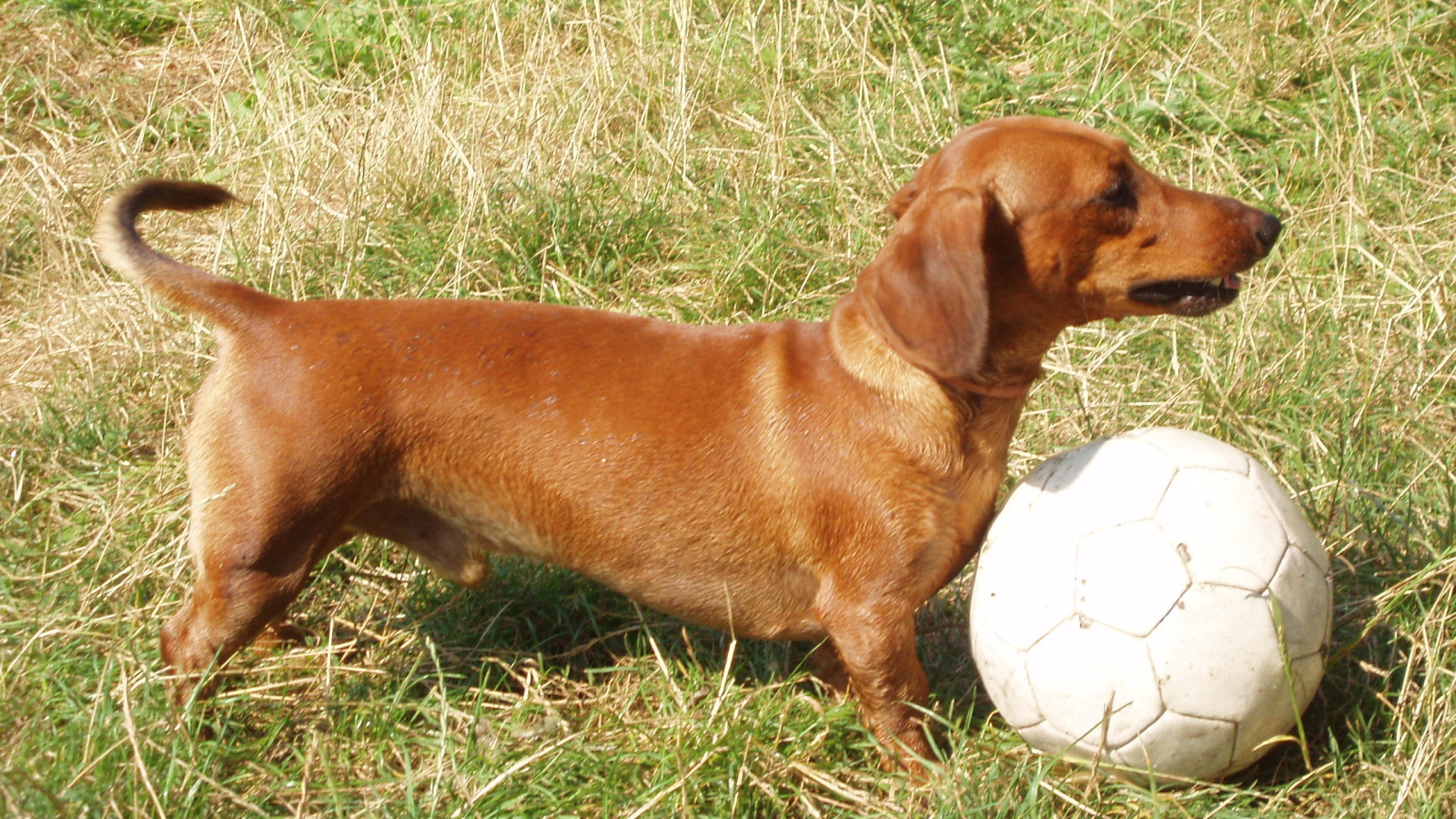 Такса играет в футбол