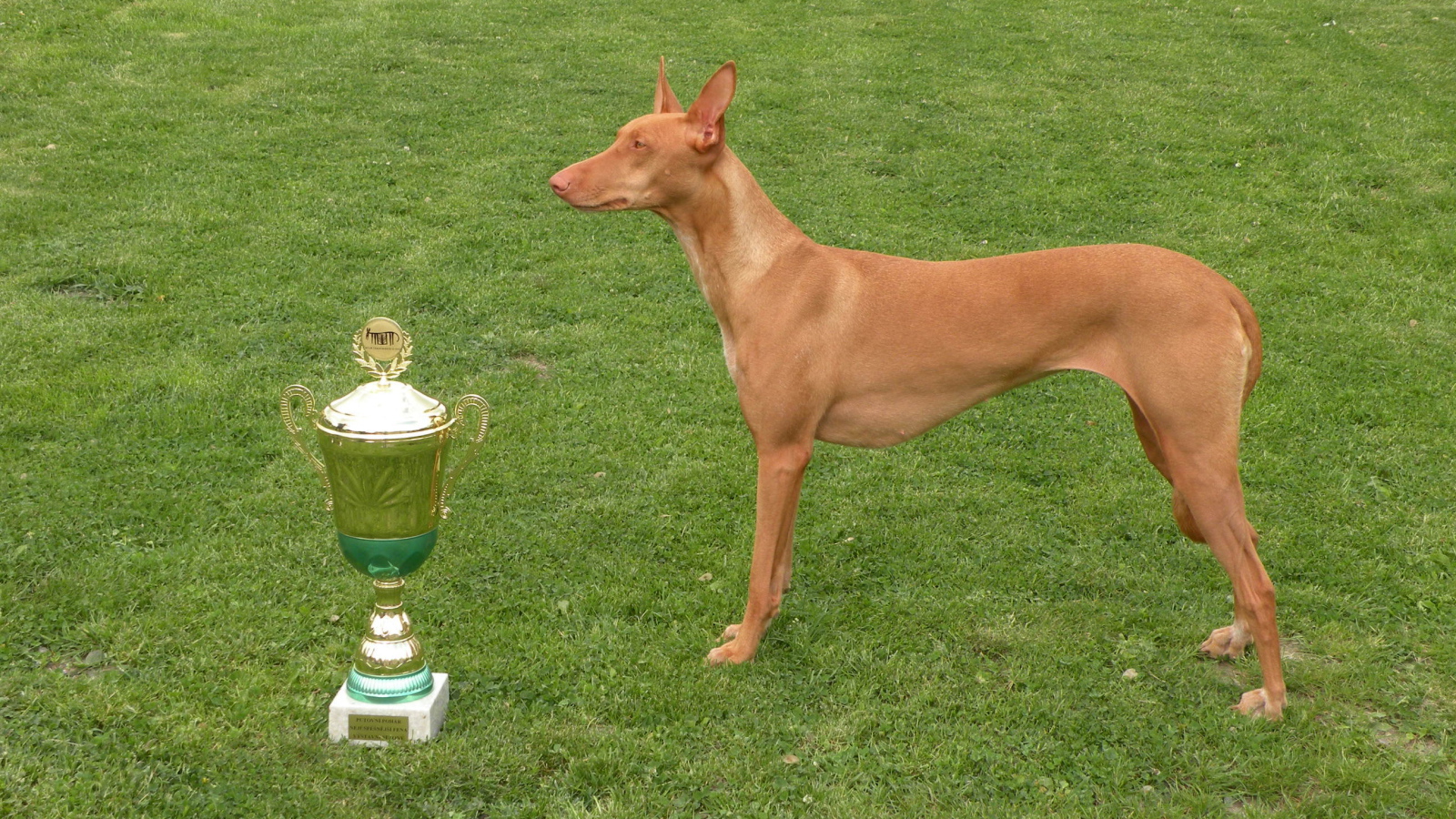 Заслуженная награда фараоновой собаки