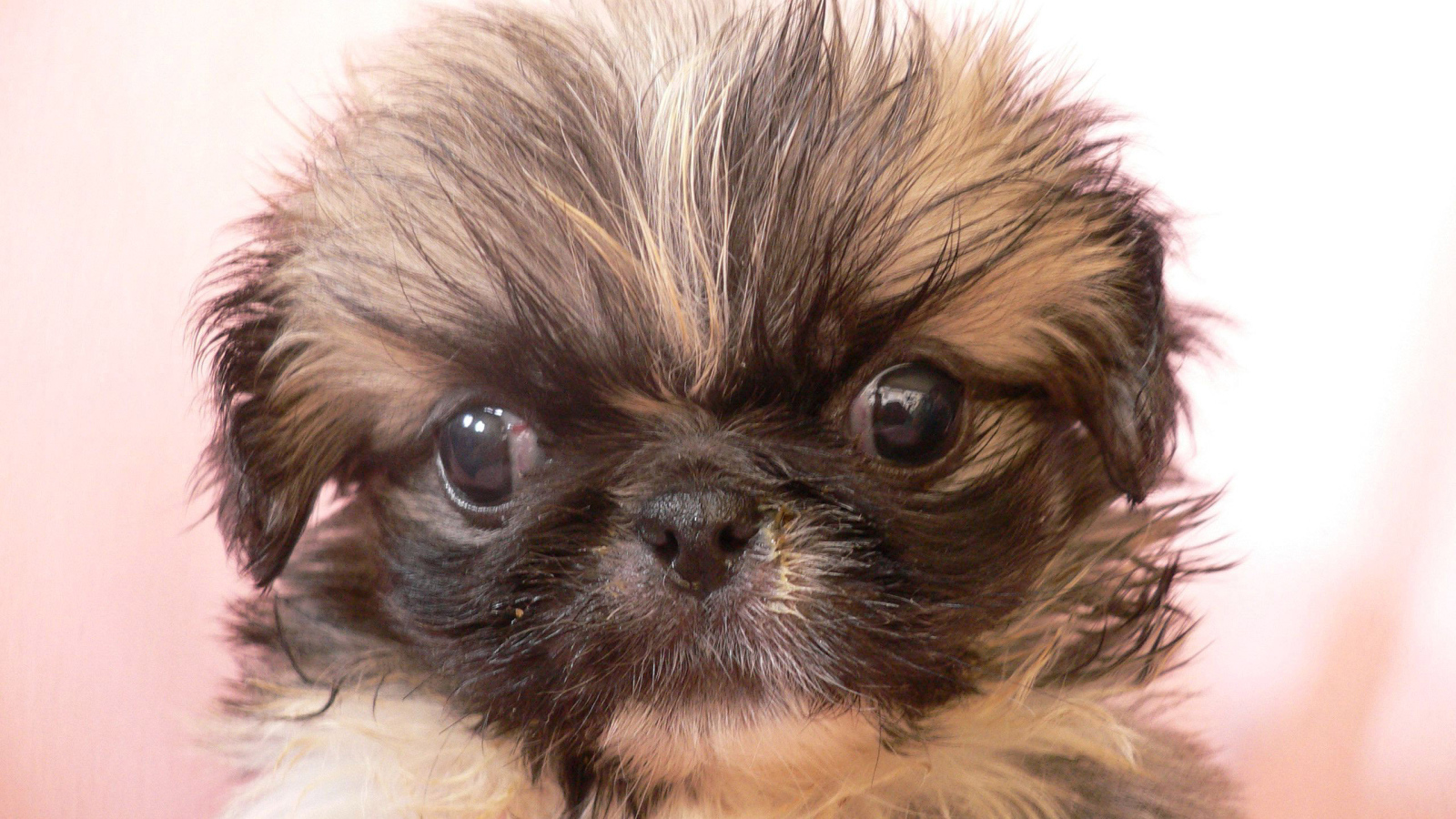 Взлохмаченный малыш пекинес