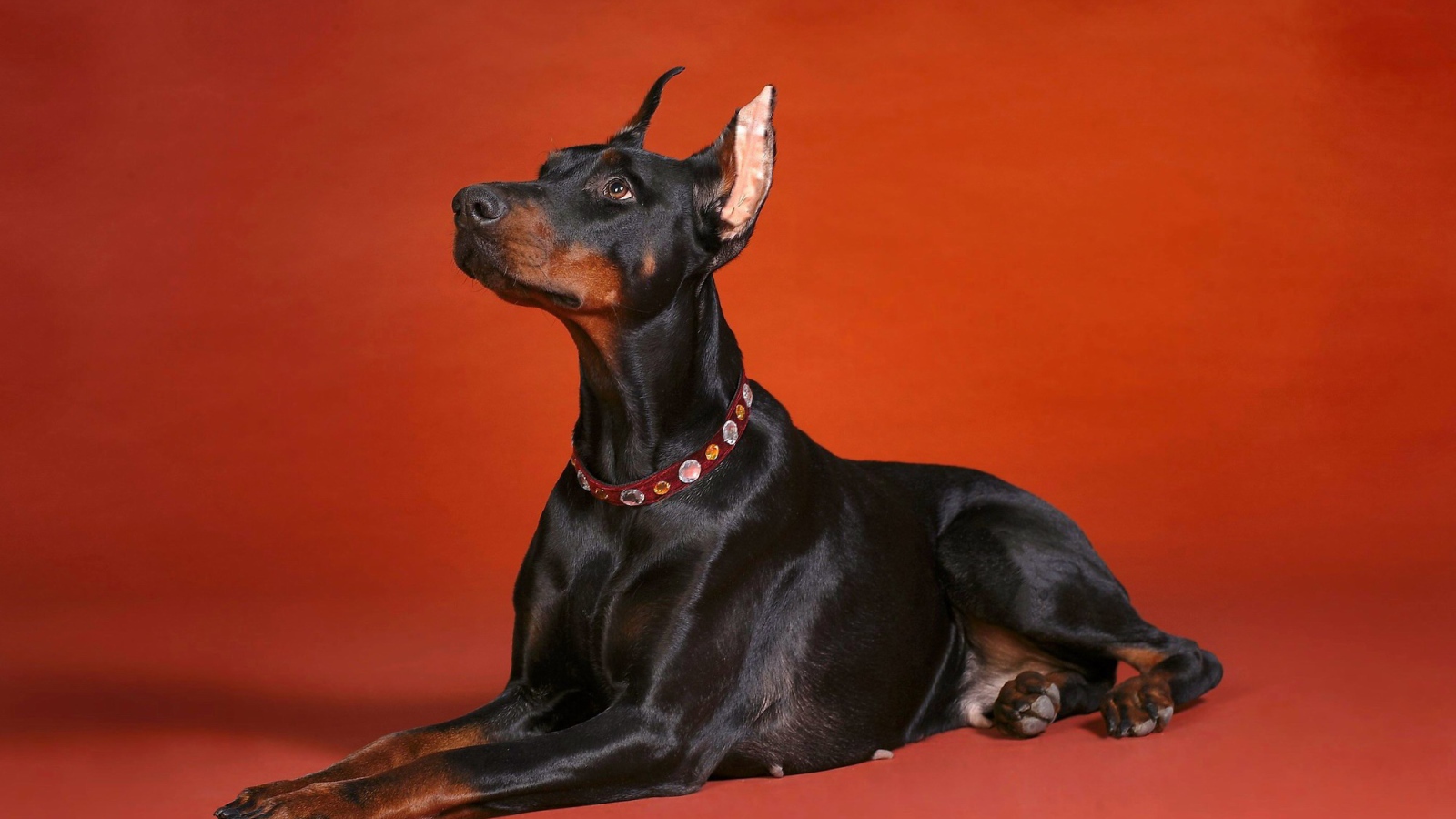 Доберман смотрит вверх