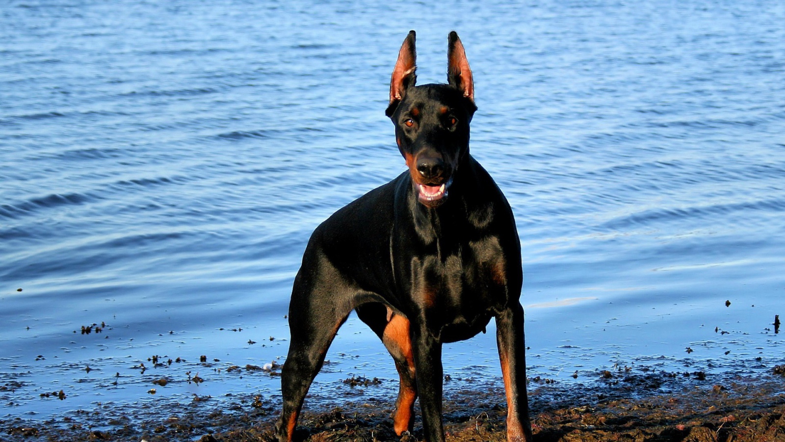 Доберман у воды