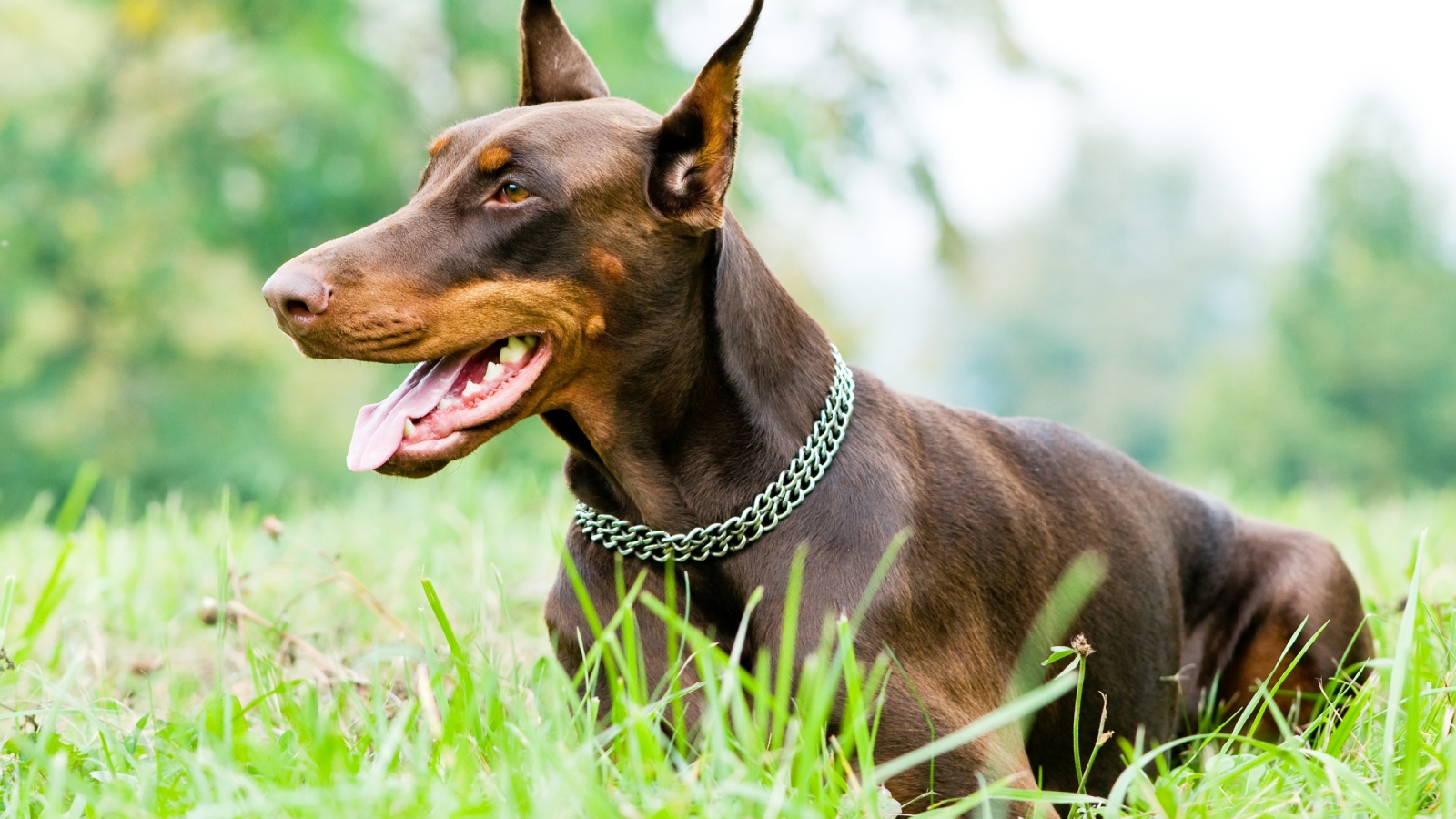 Доберман на газоне