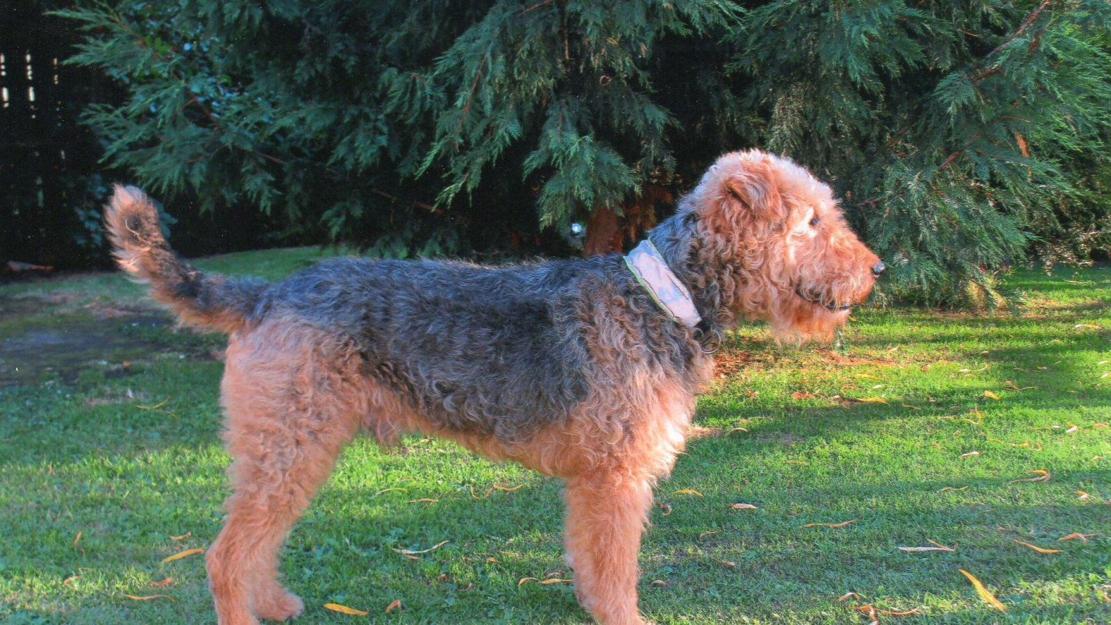 Собака эрдельтерьер у ели