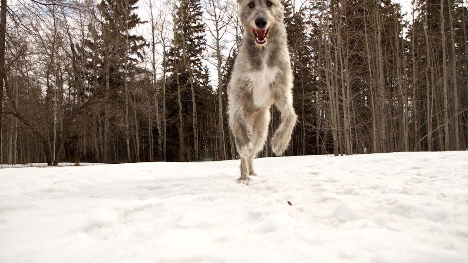 Собака ирландский волкодав в лесу