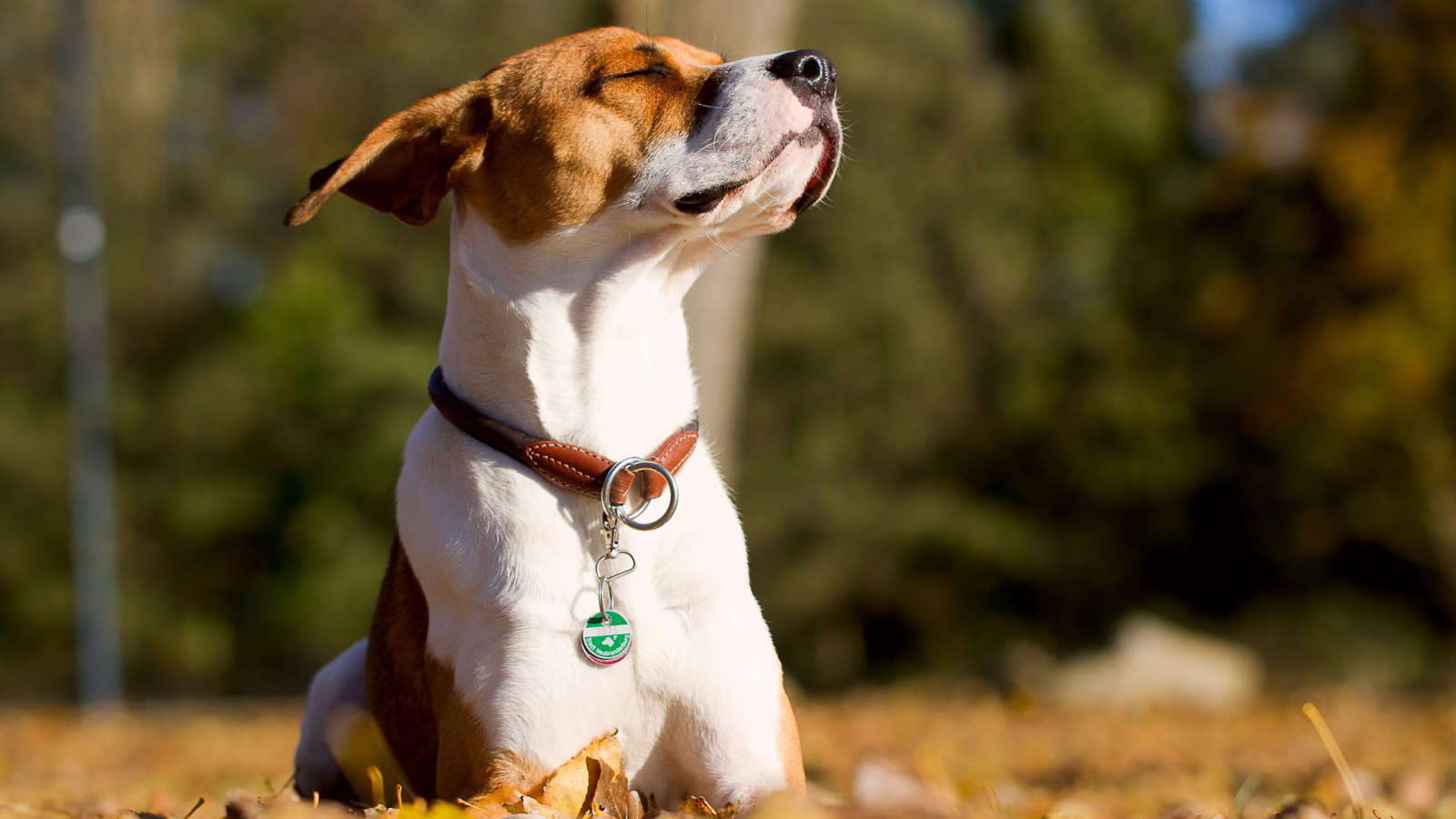 Собака греется на солнце