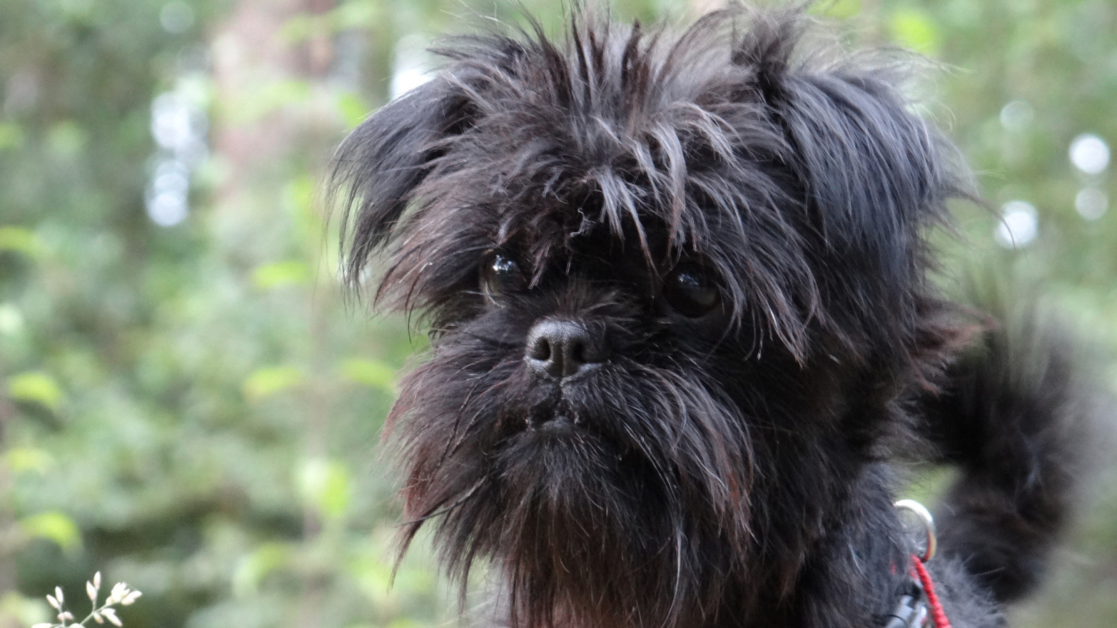 Собака породы аффенпинчер