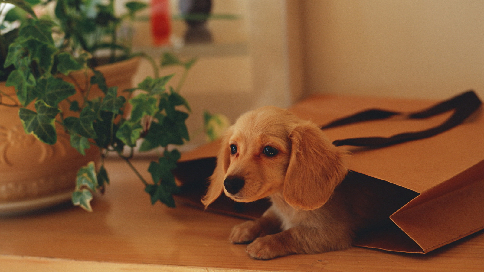 Собака в подарочной сумке