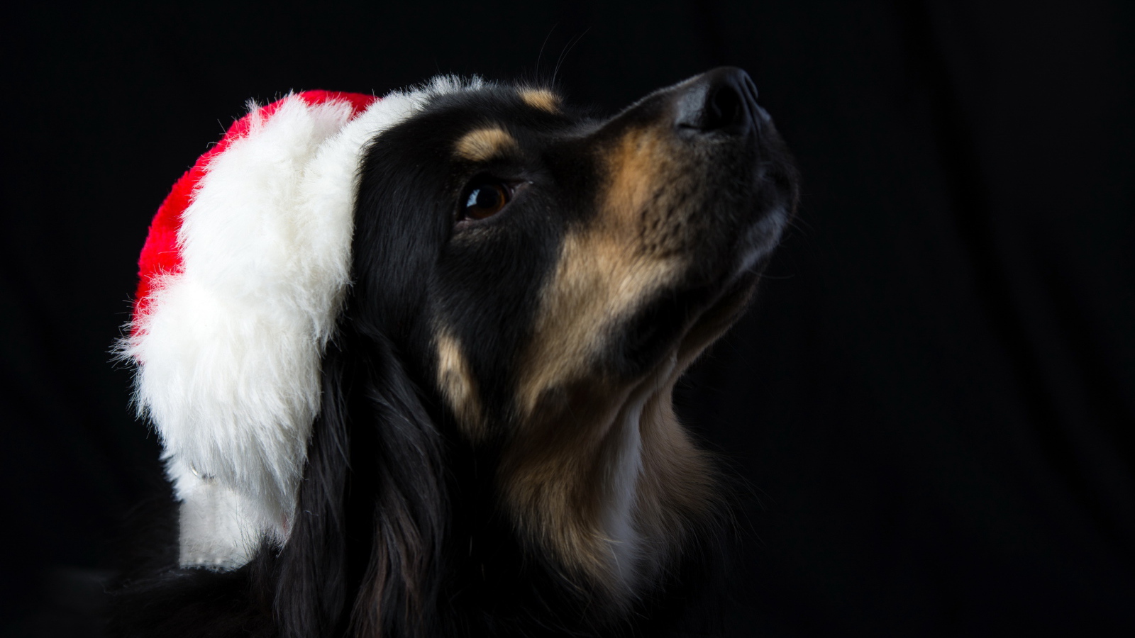 Собака на черном фоне