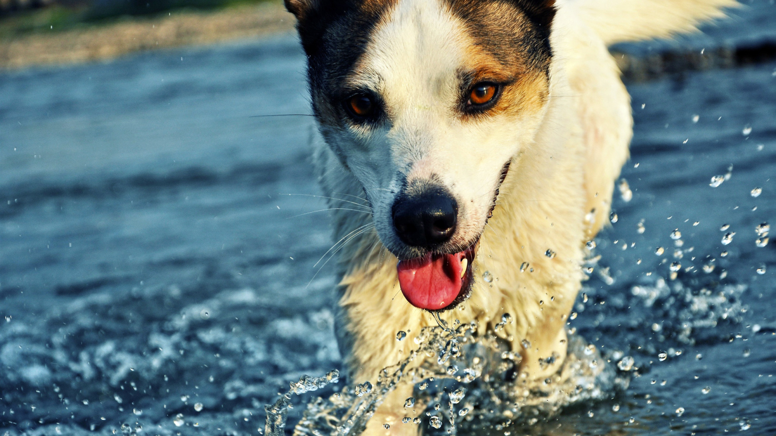 Собака бежит по воде