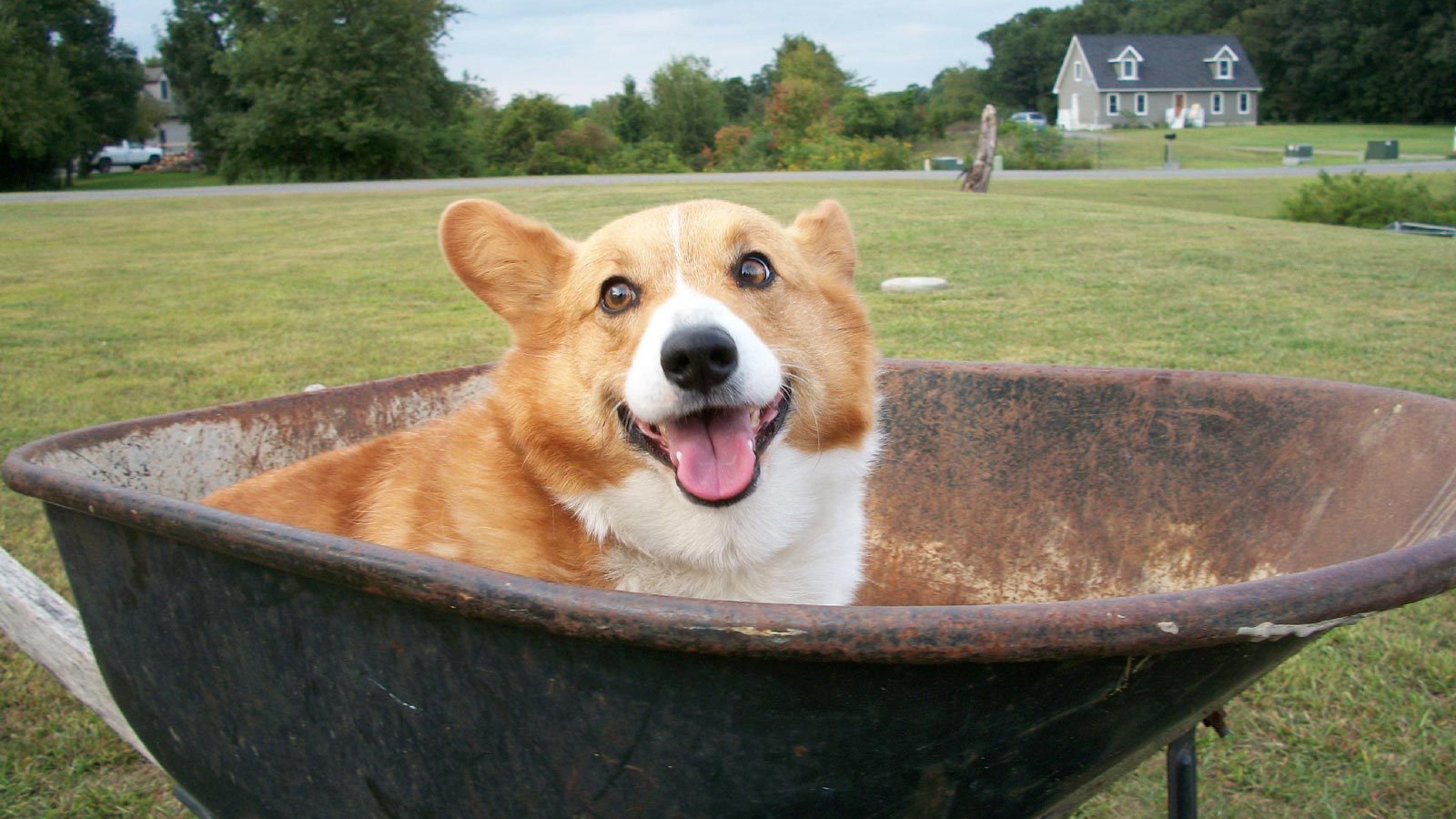 Собака вельш-корги в тачке