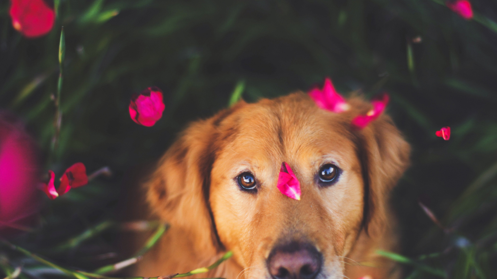 Собака с лепестками