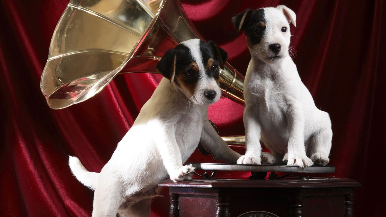 Собаки на грамофоне