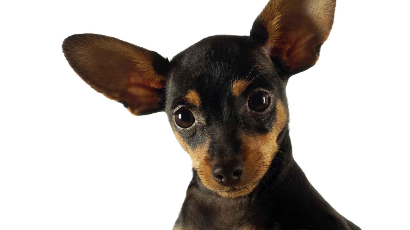 Ушастый пес чихуахуа