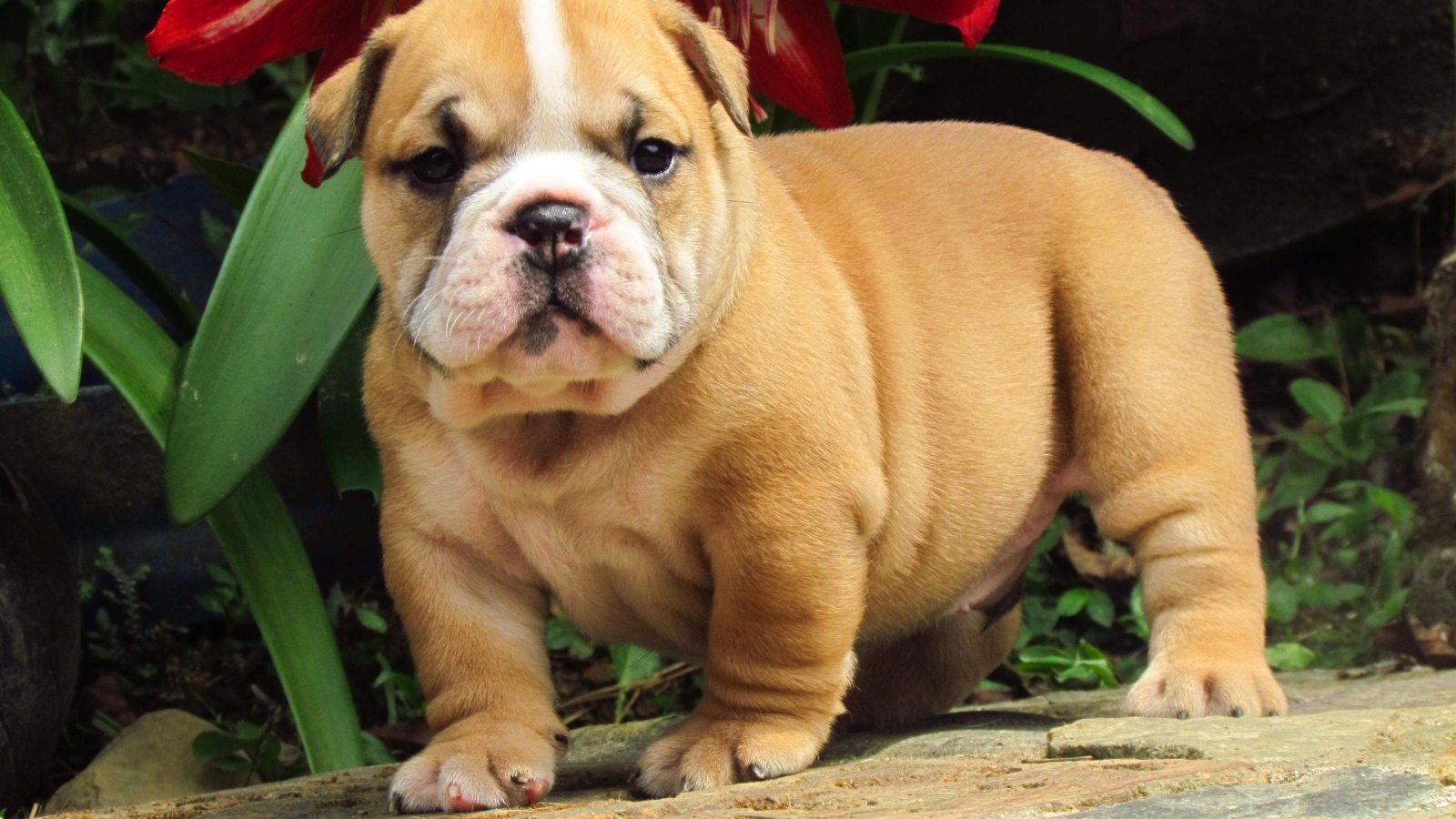 Английский бульдог под цветком