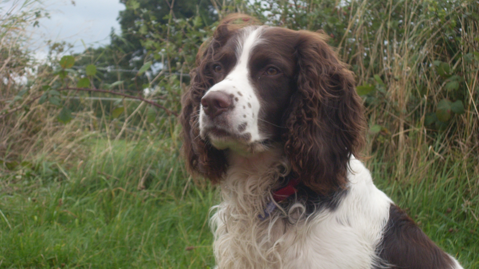 Английский спрингер спаниель на охоте