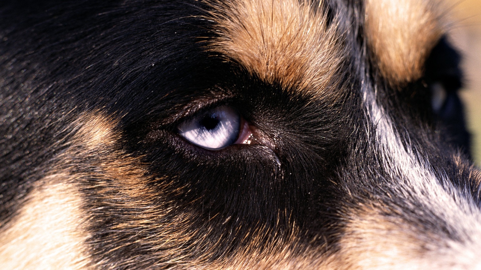 Глаз собаки