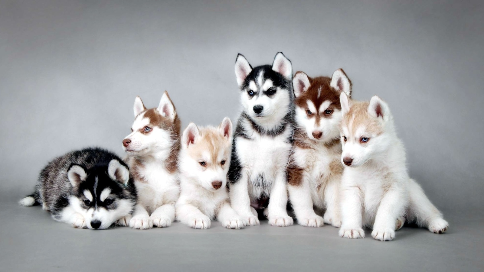 Семья щенков лайки