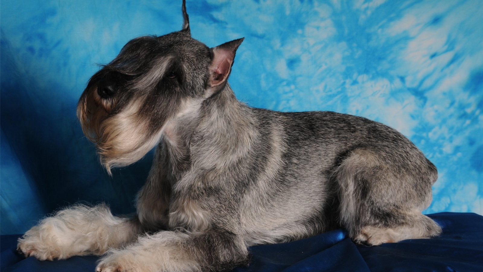 Фотомодель пес шнауцер