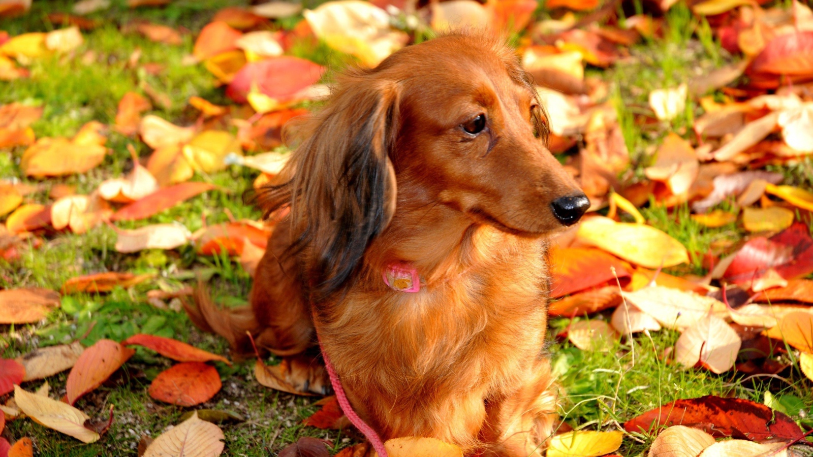 Такса cреди осенних листьев