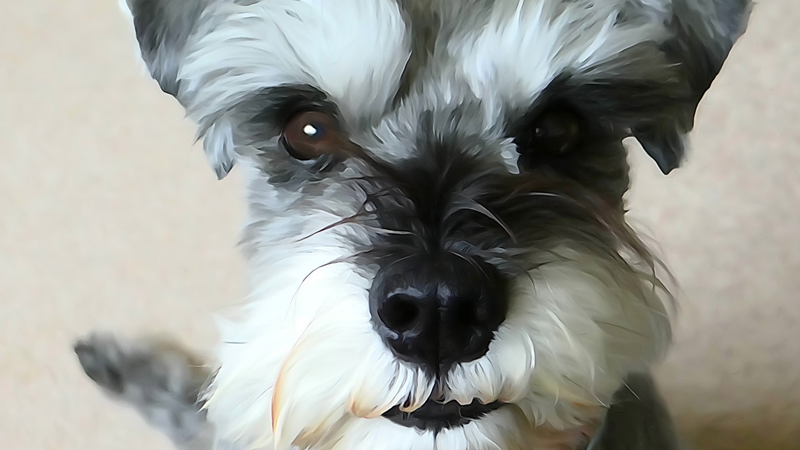 Рисунок собаки шнауцера