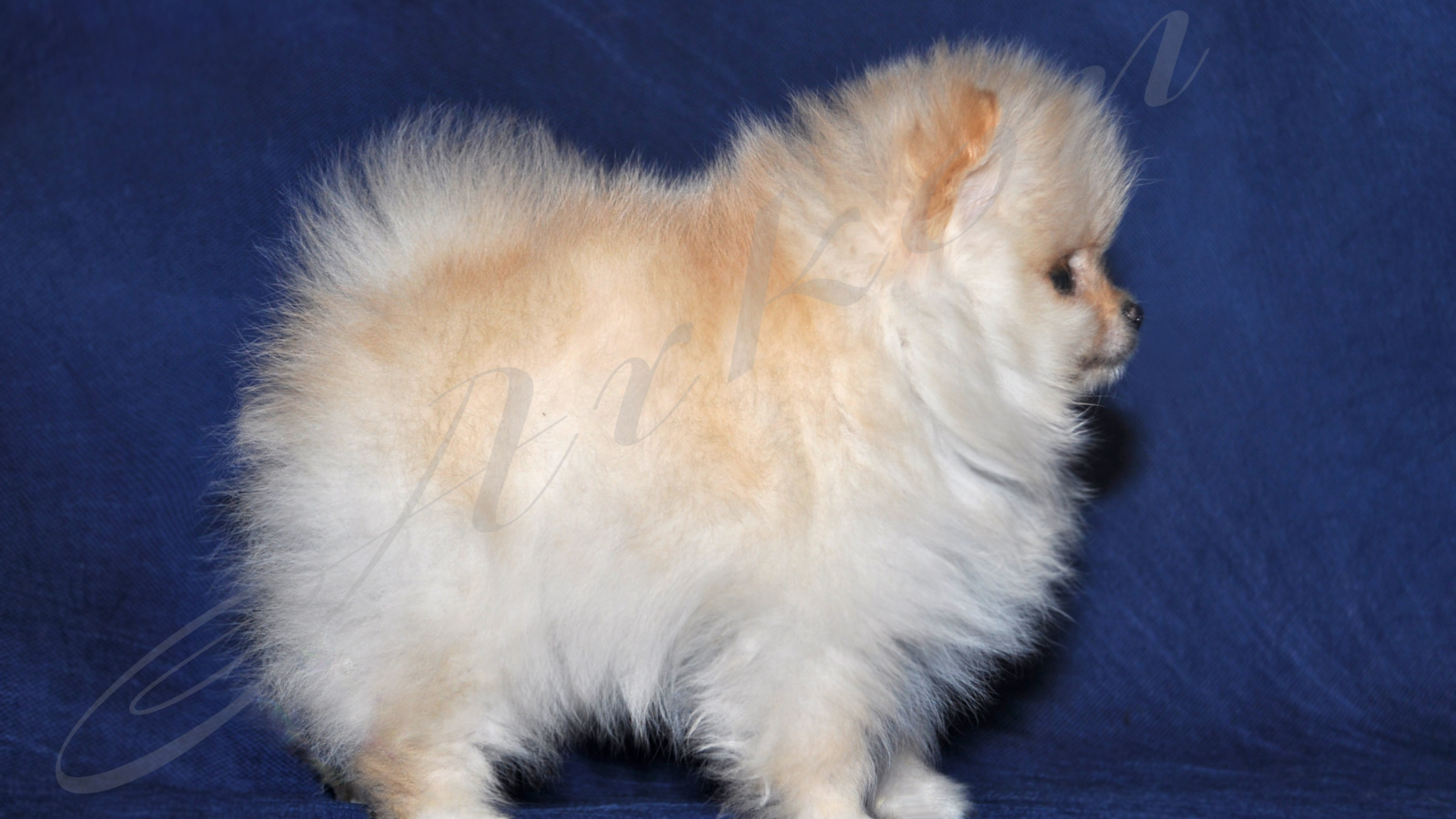 Пушистый белый шпиц на синем фоне