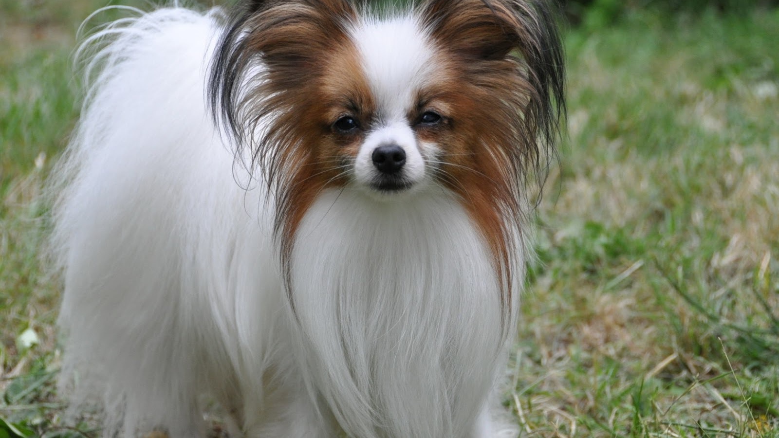 Maltese Maltese puppy, Puppies, Maltese dogs