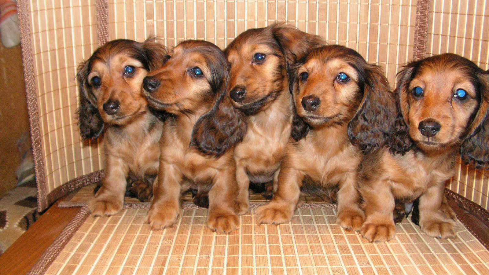 Пушистые щенки таксы