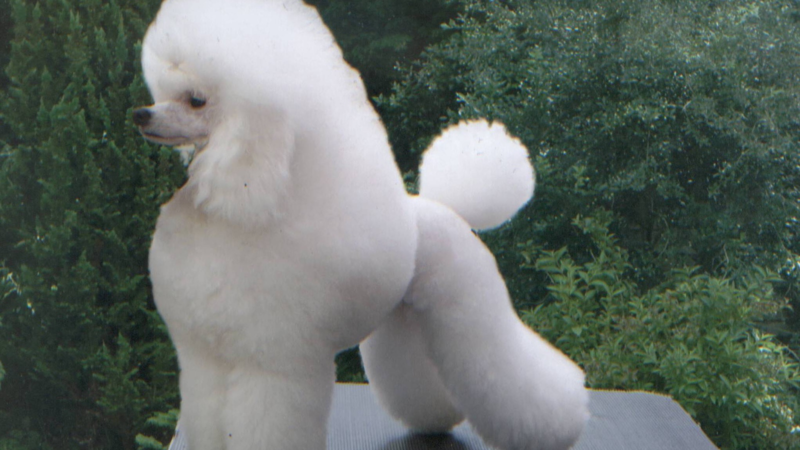 Белый пушистый пудель