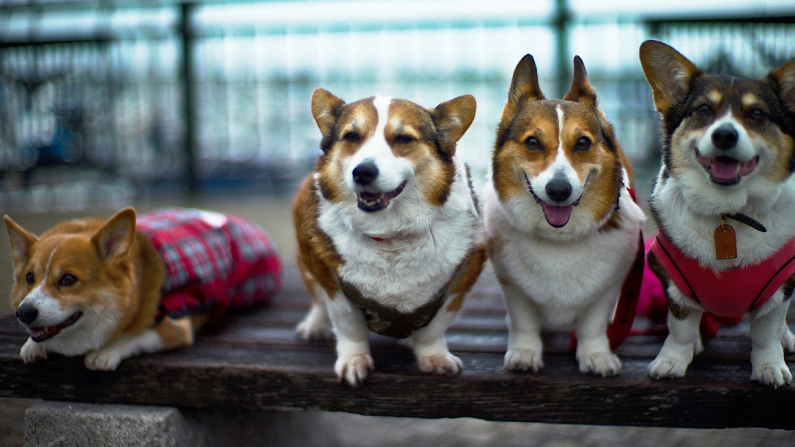 Четыре друга вельш-корги