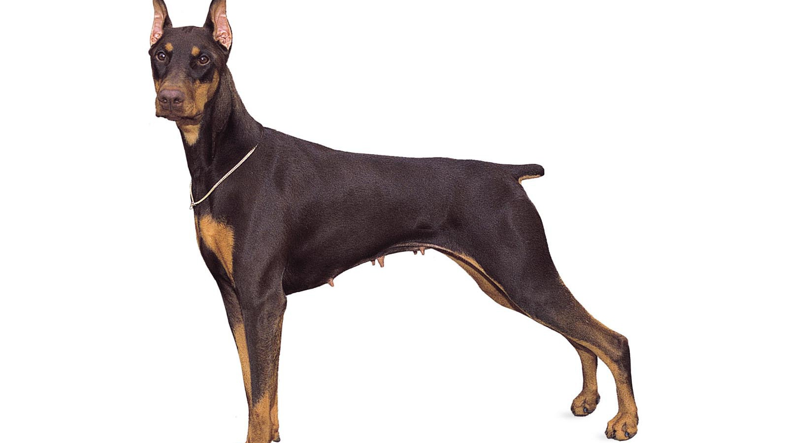 Стойка собаки добермана