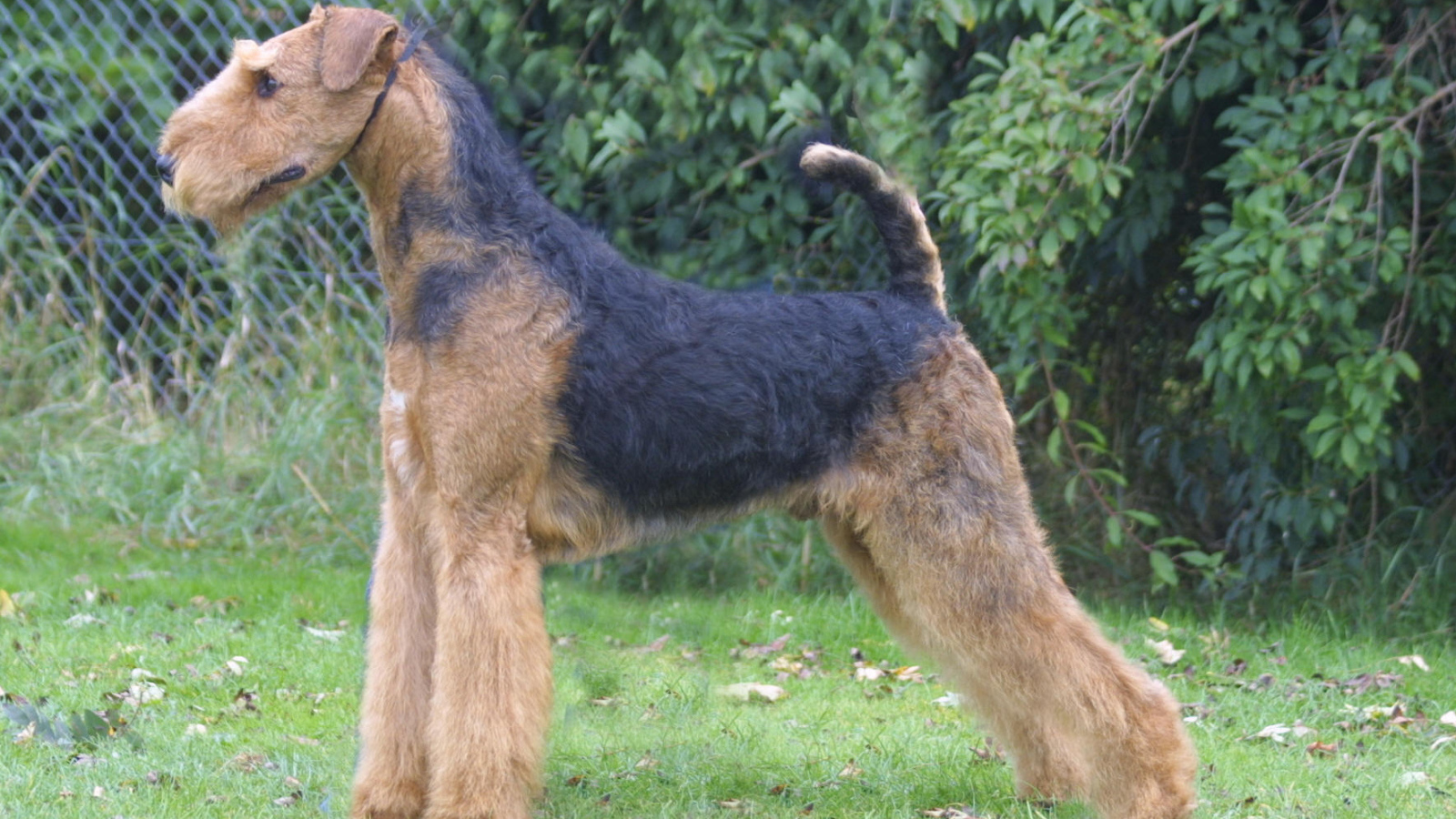 Стойка собаки эрдельтерьера