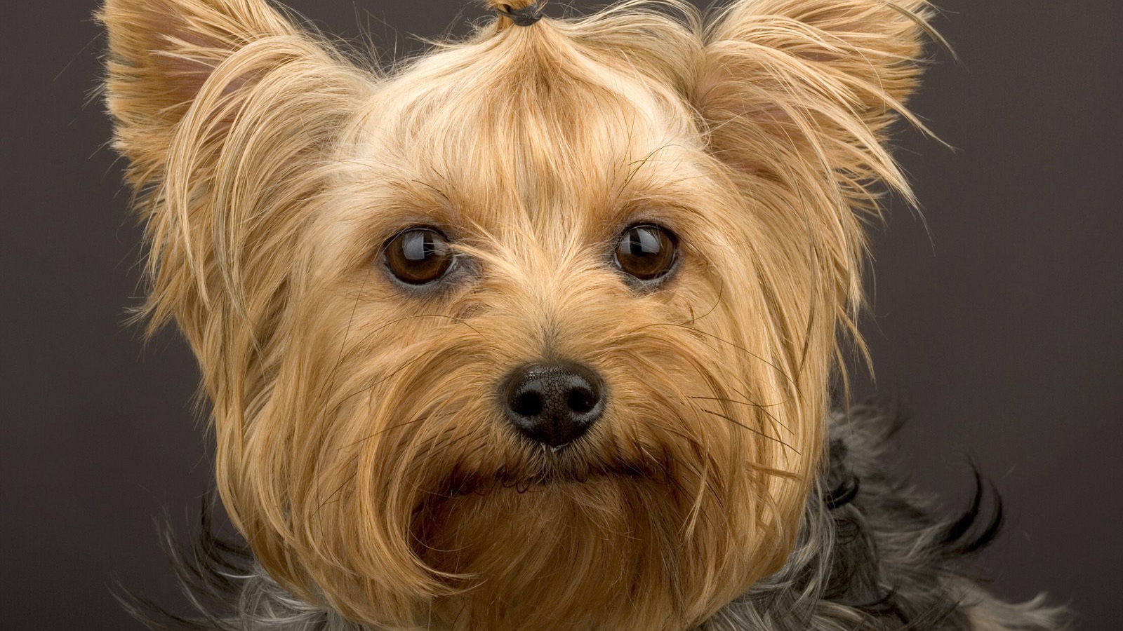 Забавный пес йоркширский терьер