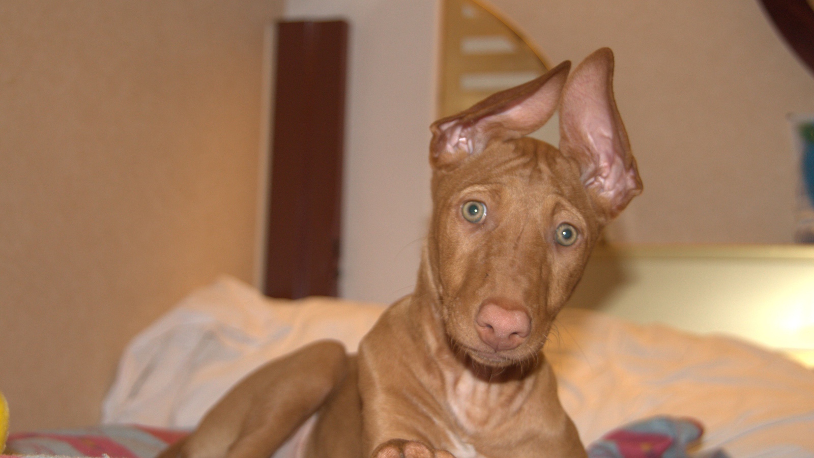 Забавные уши у фараоновой собаки