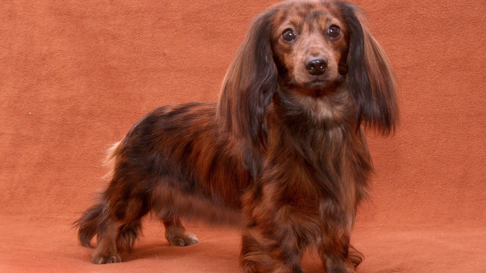 Пушистая такса позирует