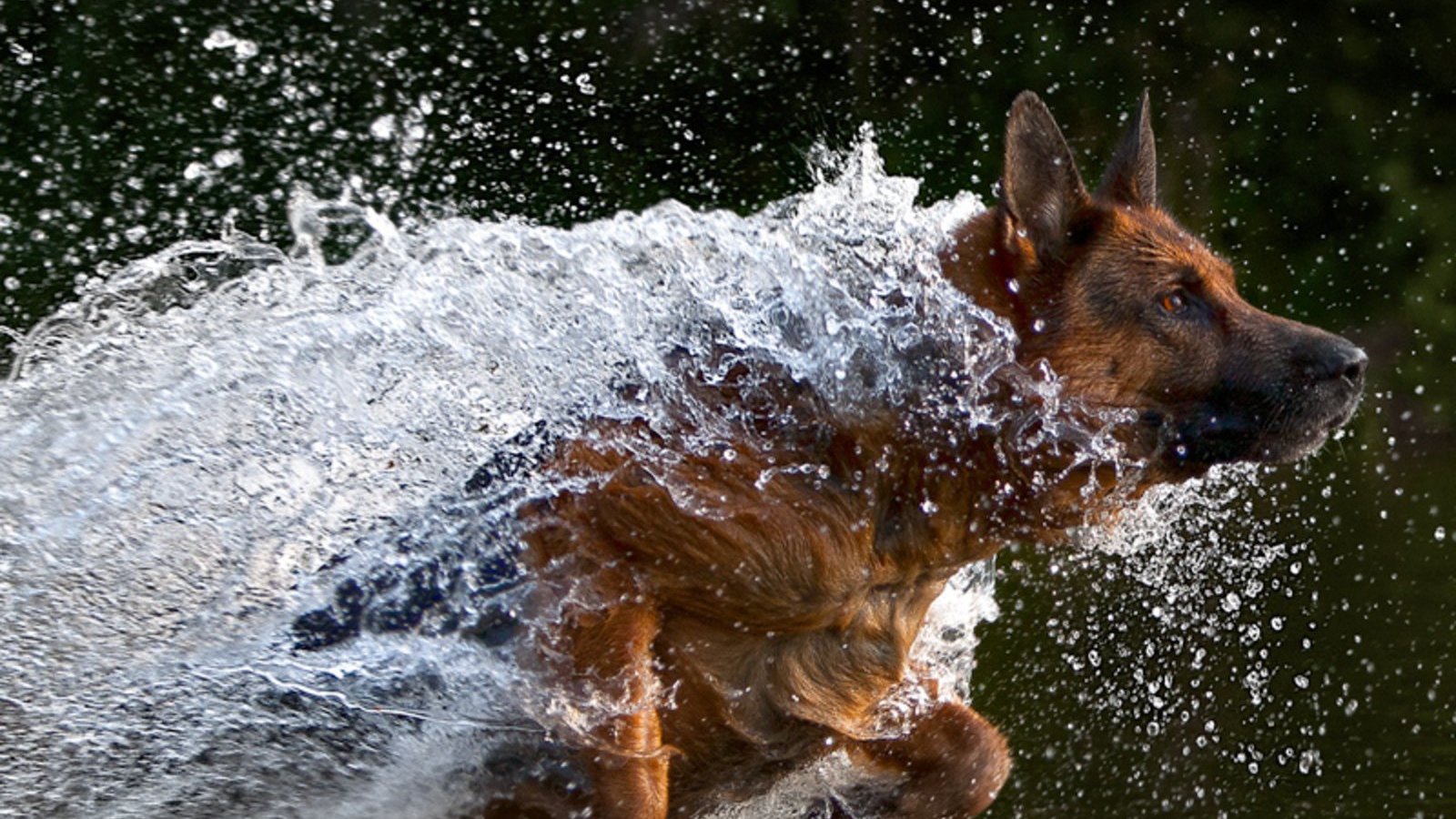 Немецкая овчарка бежит в воде