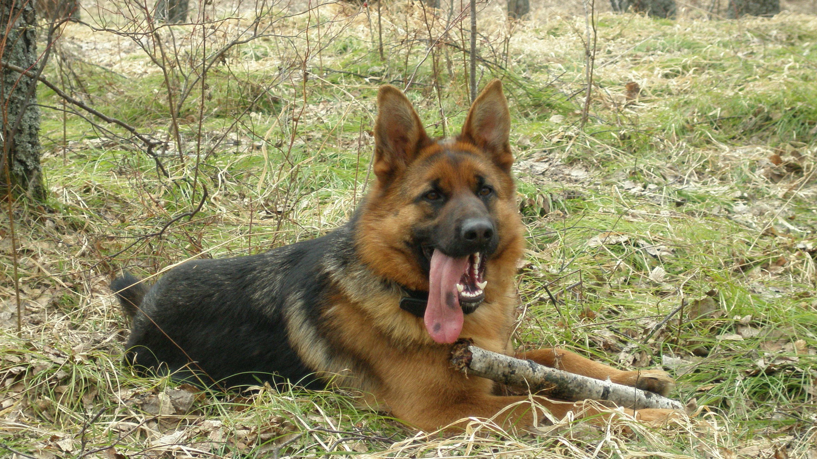 German Shepherd Dog with long tongue