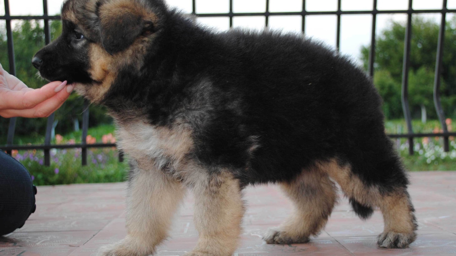 Щенок немецкой овчарки